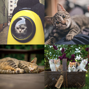 抚慰的放松的猫回忆