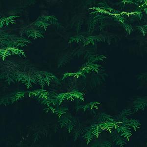 [Code#] "Cobra" // Venomous fangs into your ear