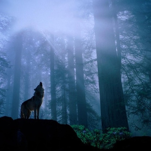 Lone Wolf Soldier (Prod. Sid White)