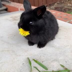 What Lovers Do (slowed)