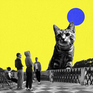 cinco con el gato