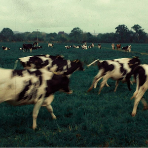 【Beat】肯塔基 Indie rock