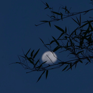 月光不答（cover）