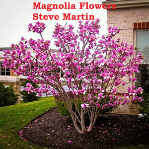 Magnolia Flowers