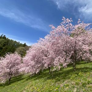 樱花之恋