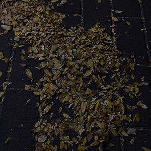 秋·枫·夜（Prod.NoBirthday）