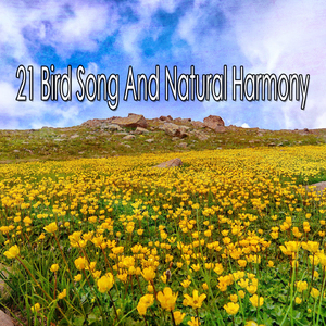 舒緩寧靜的靈魂