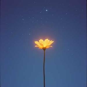 Night Bloom