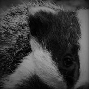 The Badger Blues
