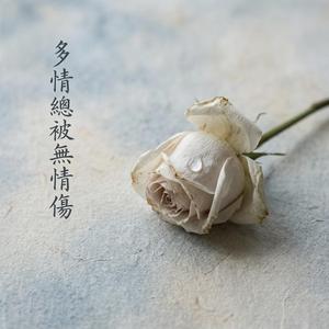 多情總被無情傷