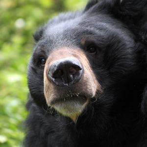 Dont kill bear ate duck