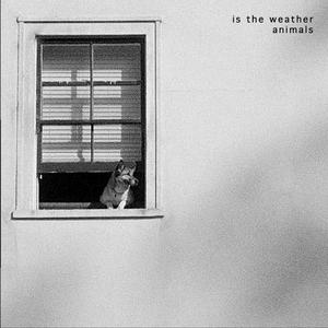 Animals (demo version)