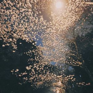 杀破狼（翻JS）