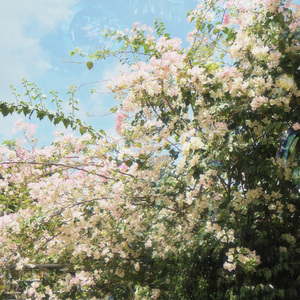 thanh xuân dưới nắng sân trường