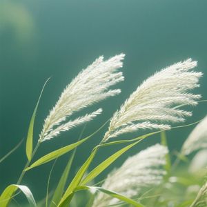 星野藏轻语