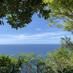 숲의 위로를 담고