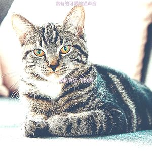 精彩压力大的猫环境