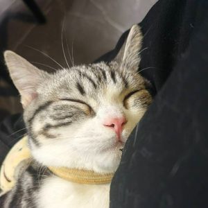 【起复AI&乐正龙牙AI】双辉【ACE COVER】