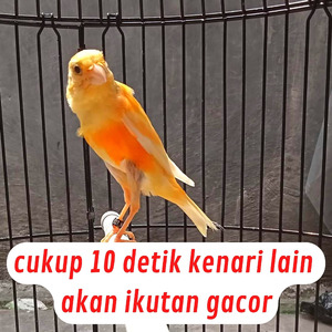Cukup 10 Detik Kenari Lain Akan Ikutan Gacor (Live)