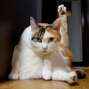 人ができない猫のポーズ３選