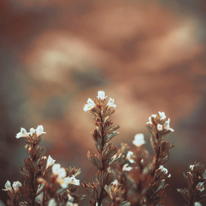 The Last Light Fades