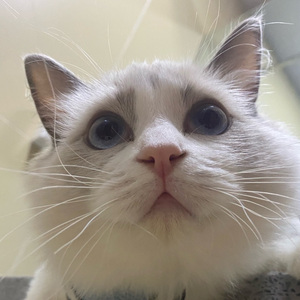 卓别离-ixchelCHEN