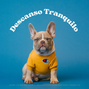 Reflexión Del Sueño De Animales