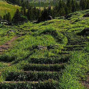 Greenest Grass