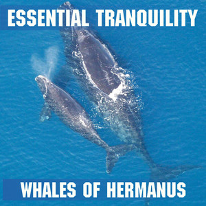 Hermanus Whale