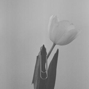 Глупые Вещи