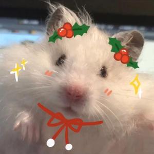 宝贝