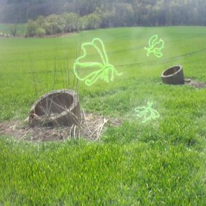 what´s behind this strange looking leaf?