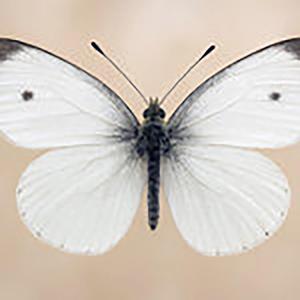 FARFALLA BIANCA (feat. MARINO PEIRETTI)