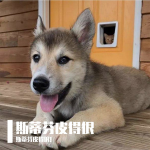 斑马斑马——斯蒂芬皮的很！（原唱：宋冬野）