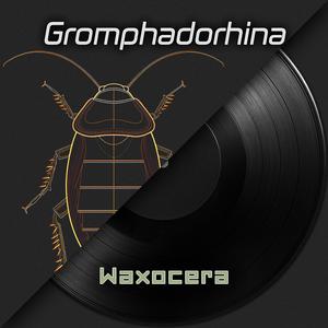 Gromphadorhina (Hissing Cockroaches)