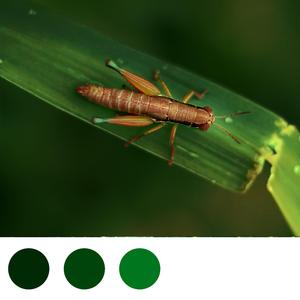 Crickets Dark Forest