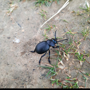 Pasmao #Txspz Vol VII