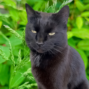 Cat and kittens music 17