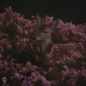 Separación (Instrumental)