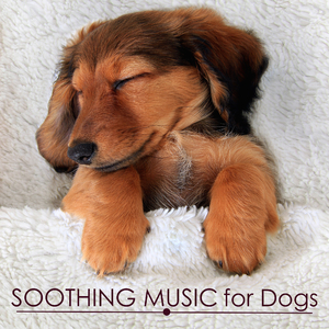Music for Dogs