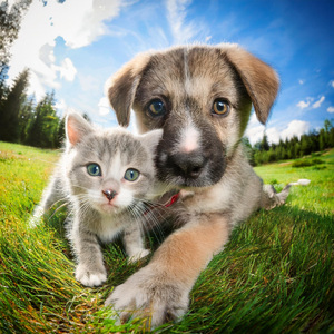 Desplazamiento Reconfortante De Armonía