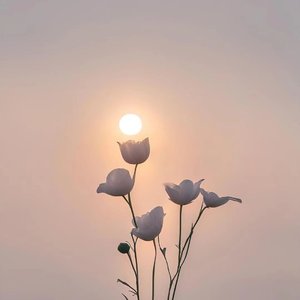 静候花开（恋）