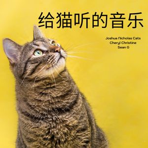 给猫听的音乐