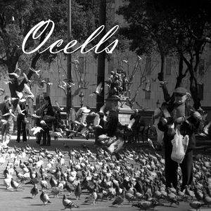 Ocells