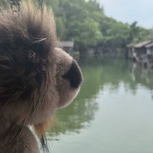 捕光者