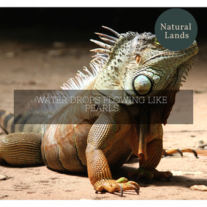 Agile Eyed Cougar Screech