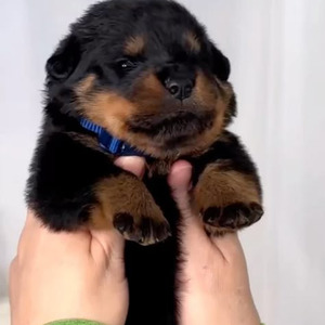 Eastside Westside (slowed)