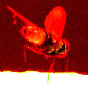 I Just Saw You (feat. Omar Husseiny)