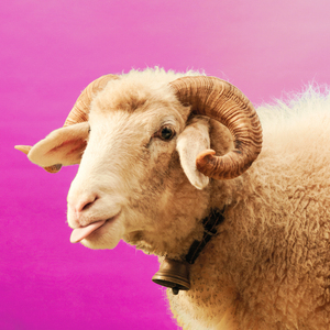 Liebi Passiert (Mitenand)