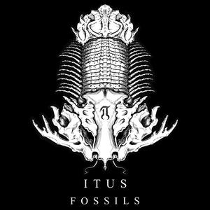 Fossils